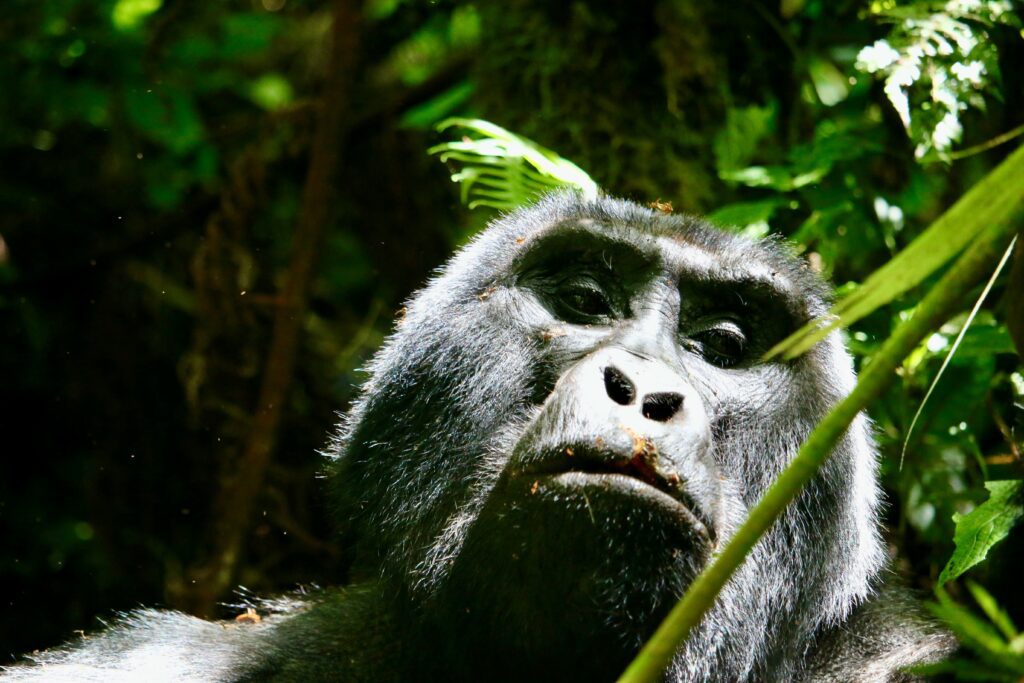 National Parks in Rwanda 2 national parks in rwanda- Gorilla trekking