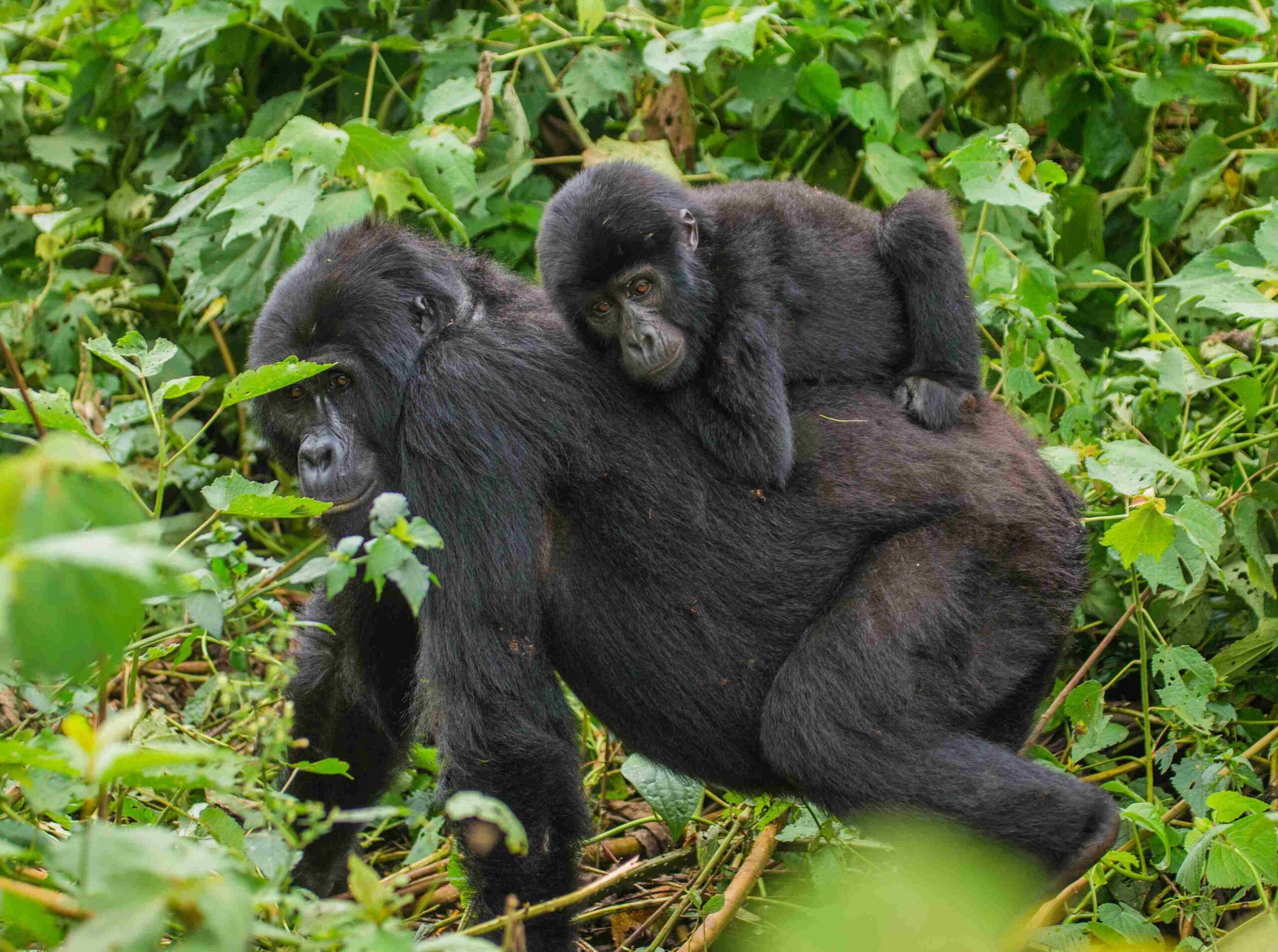 National Parks in Uganda and Game Reserves 2 National Parks in Uganda- Gorilla trekking adventures in Bwindi Impenetrable National park