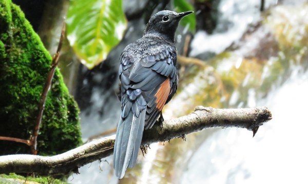 Uganda vs Rwanda vs Kenya Birding Safaris 3 Birds in Nyungwe NP- Rwanda