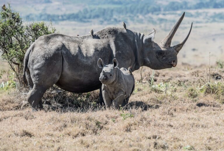 National Parks in Rwanda- Kambu Tours