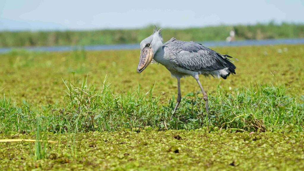 Uganda vs Rwanda vs Kenya Birding Safaris 2 Uganda vs Rwanda vs Kenya Birding Safaris- shoebill in Mabamba wetlands