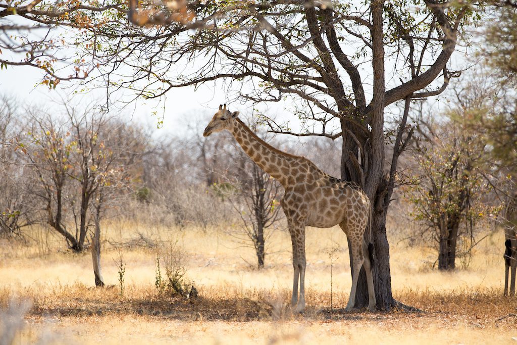 Major National Parks in Southern Africa 3 Etosha National Park Namibia 1