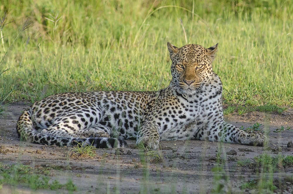 National Parks in Uganda and Game Reserves 3 leopard