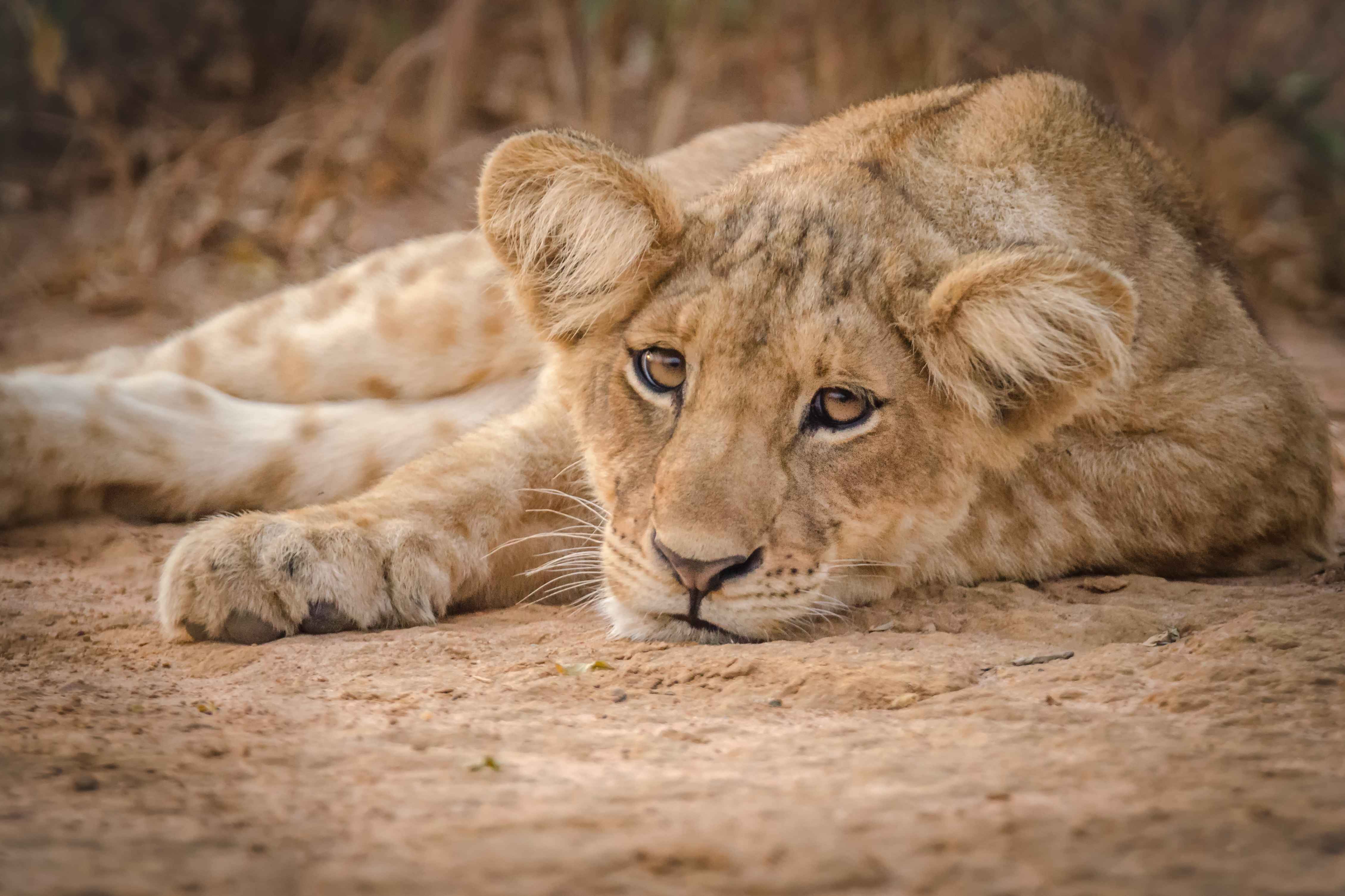 National Parks in Uganda