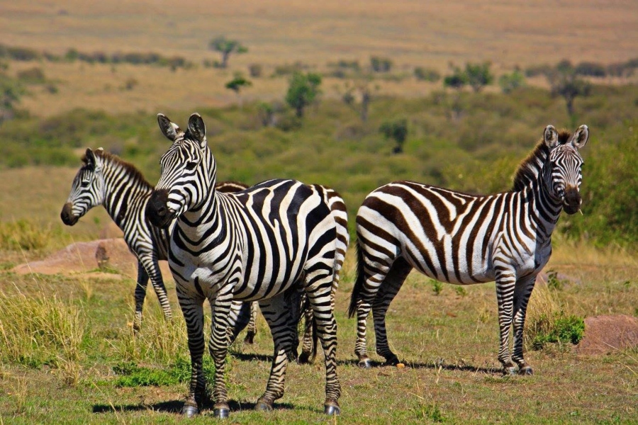 National Parks in Kenya and Game Reserves 2 National Parks in Kenya- Masaai Mara NP
