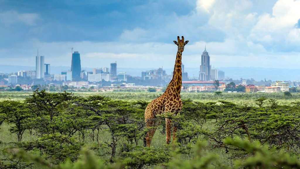 National Parks in Kenya and Game Reserves 4 Nairobi National Park