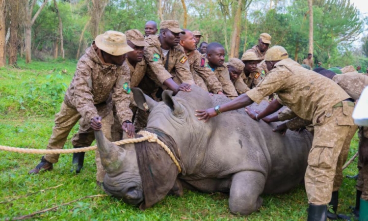 National Parks in Uganda and Game Reserves 5 Rhinos