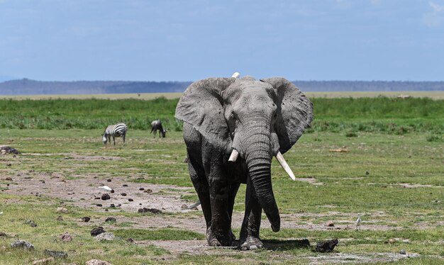 National Parks in Tanzania and Game Reserves 4 Tarangire NP