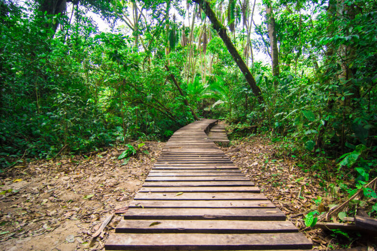 Chimpanzee Trekking: Uganda vs Rwanda