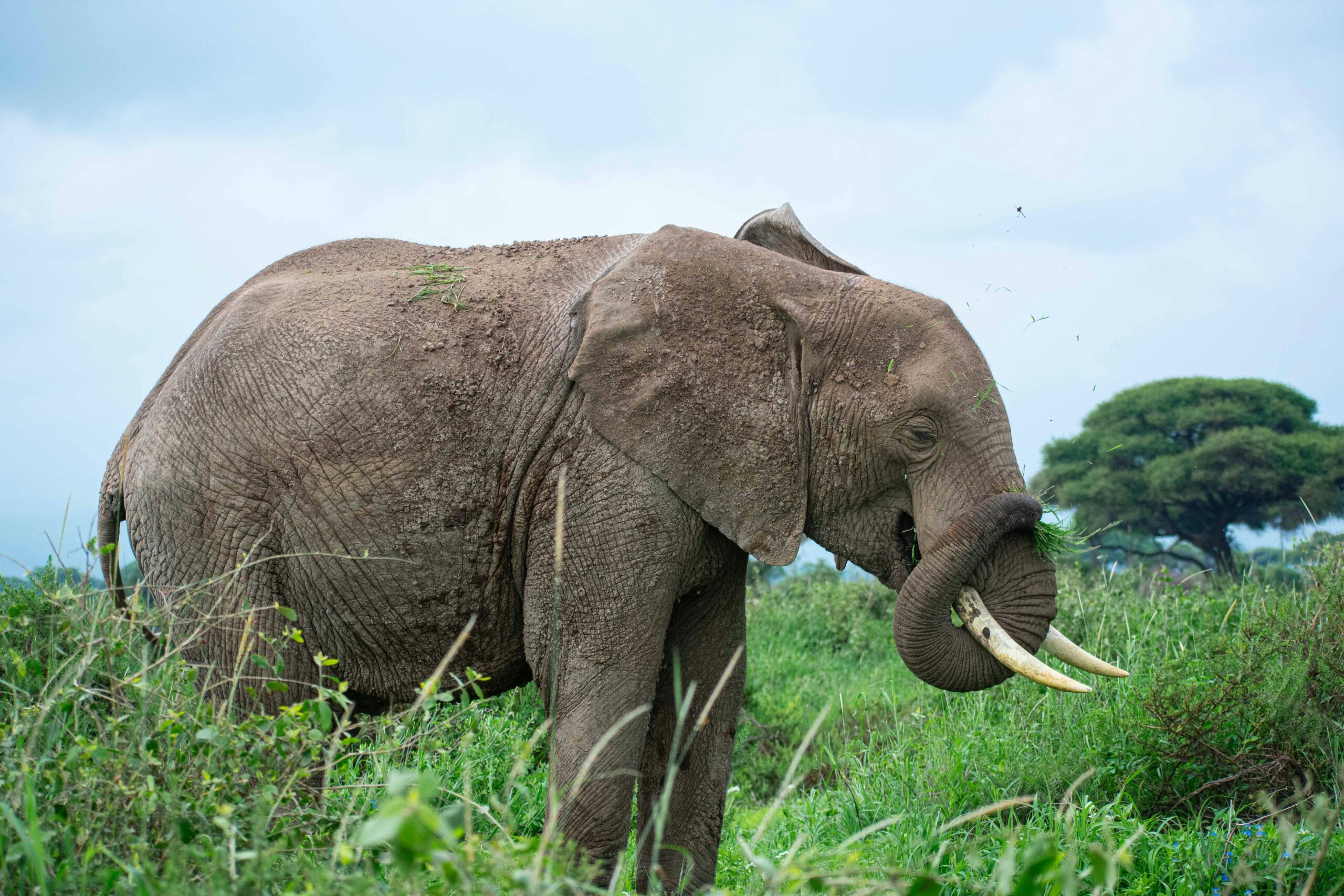 Big Five- Elephant