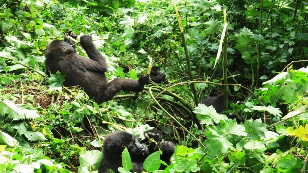 Ultimate Uganda Safari Planning Guide: Parks, Itineraries, Costs & Expert Travel Tips 3 Gorilla Trekking