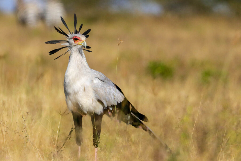 Uganda vs Rwanda vs Kenya Birding Safaris 4 Secretary Bird