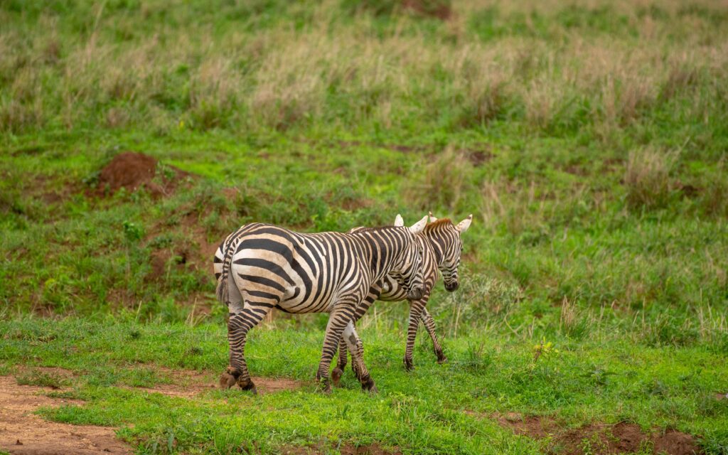 Uganda Safari for First-Time Visitors: Everything You Need to Know Before You Go 2 Uganda Safari for First-Time Visitors