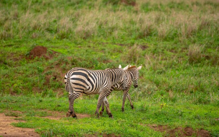 Uganda Safari for First-Time Visitors- Zebras