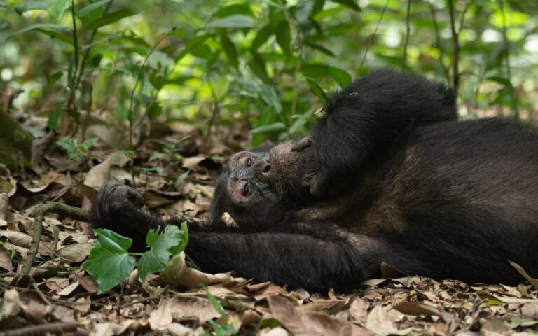 Kibale Chimpanzee Trekking