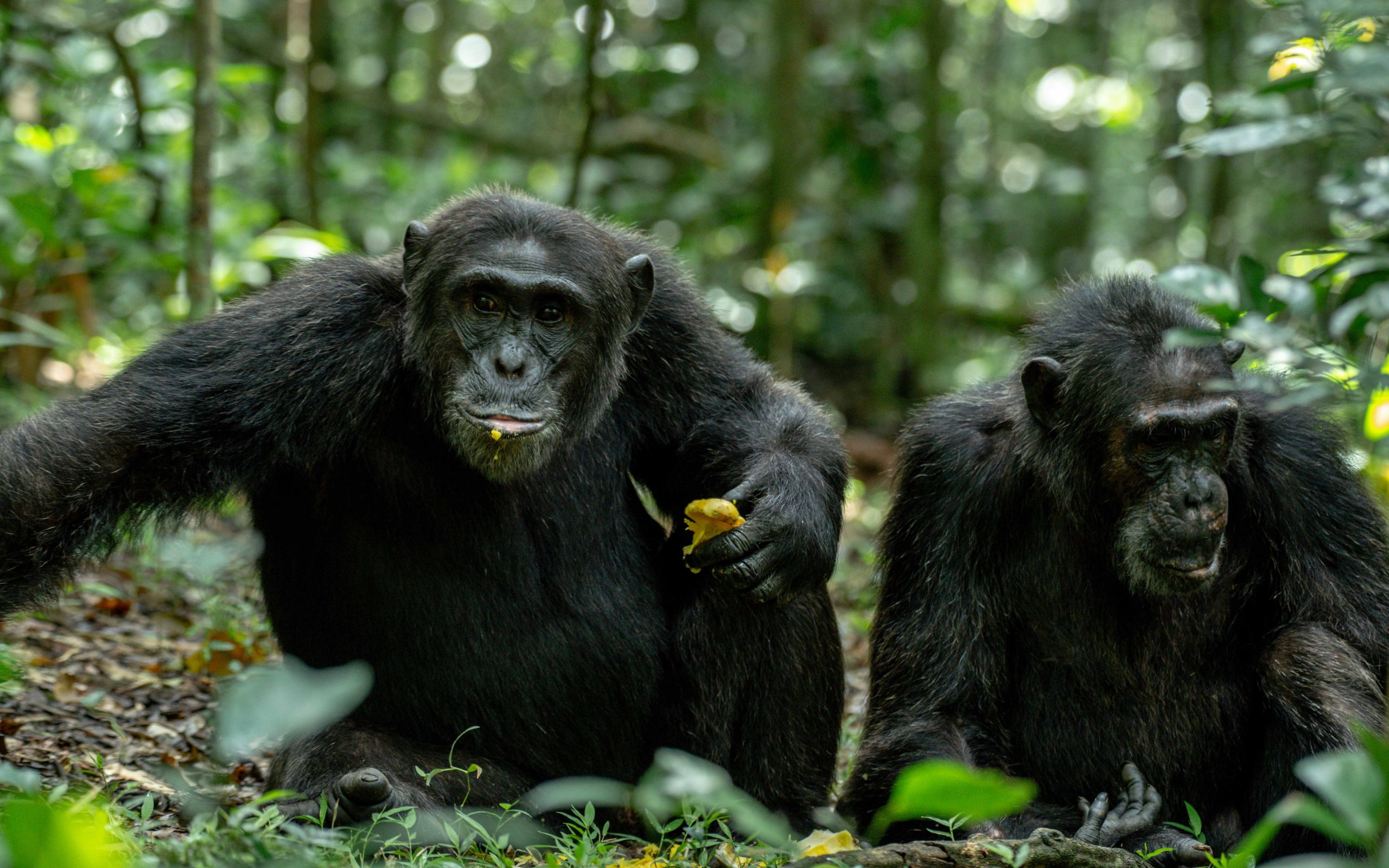 Kibale vs Kyambura Chimpanzee Trekking: Which Is Better? 2 Chimpanzee Trekking