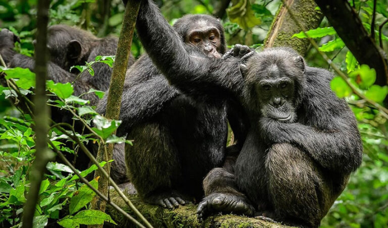 Uganda Safari planning guide