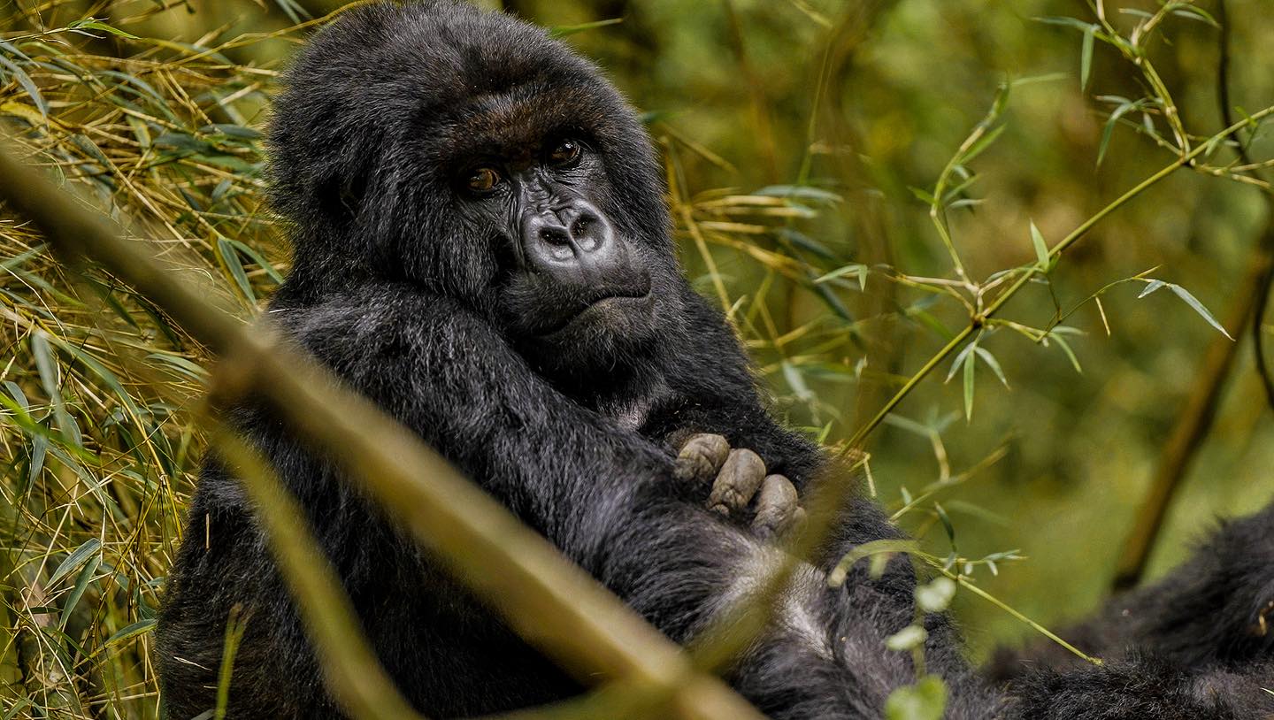 Rwanda Gorilla Trek