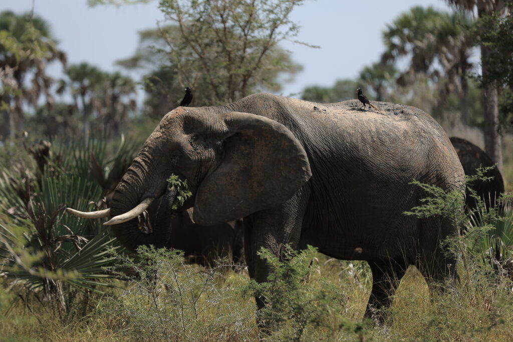 Ultimate Uganda Safari Planning Guide: Parks, Itineraries, Costs & Expert Travel Tips 2 Uganda Safari Planning- Elephant in MFNP