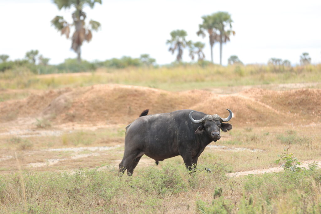 Best Time to Visit Uganda for Safari: Month-by-Month Guide 5 buffalo among the big five