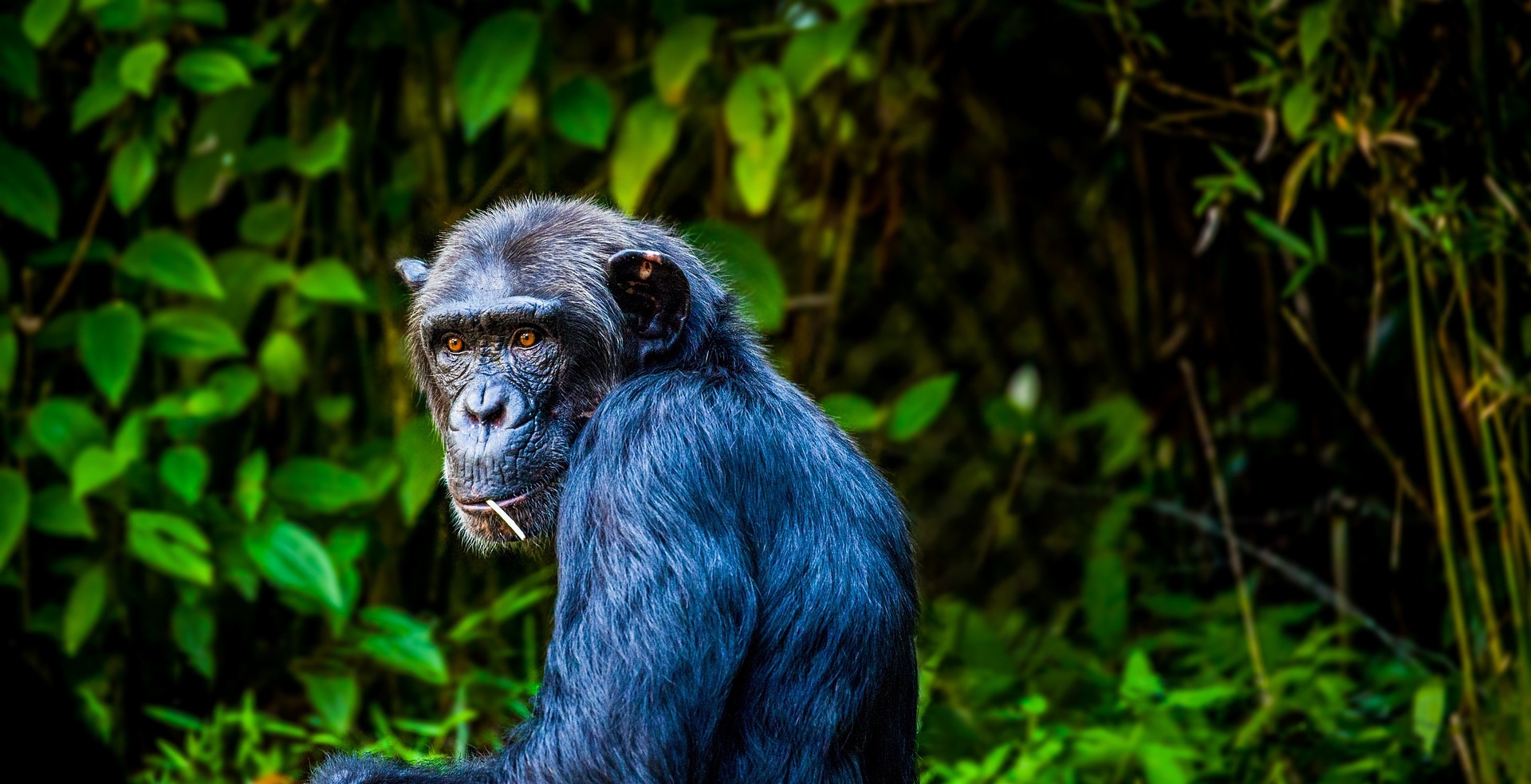 Kibale vs Kyambura Chimpanzee Trekking: Which Is Better?