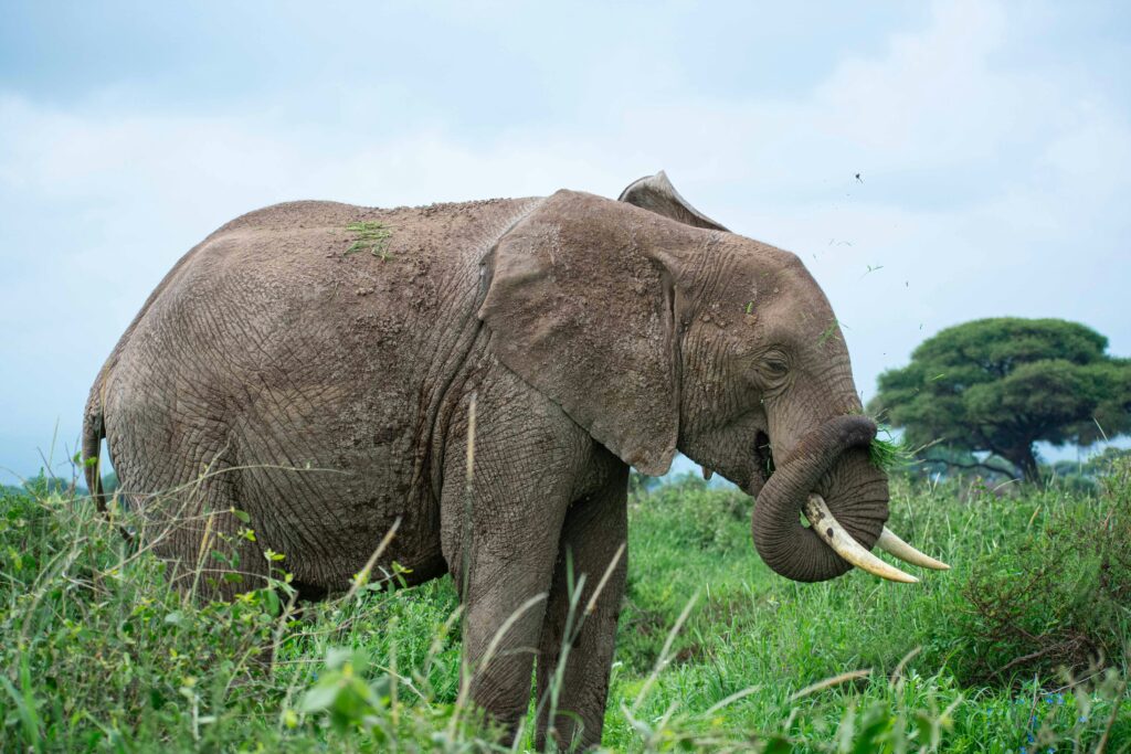 Best Time to Visit Uganda for Safari: Month-by-Month Guide 2 Best Time to Visit Uganda for Safari
