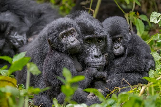 Uganda vs Kenya Safari: Which Is Better for Wildlife, Gorillas & Luxury Travel?