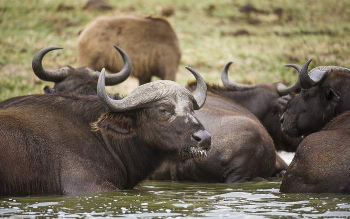 Uganda Safari From Kigali: Best Gorilla, Wildlife & Chimpanzee Routes 3 Uganda Safari From Kigali: Best Gorilla, Wildlife & Chimpanzee Routes