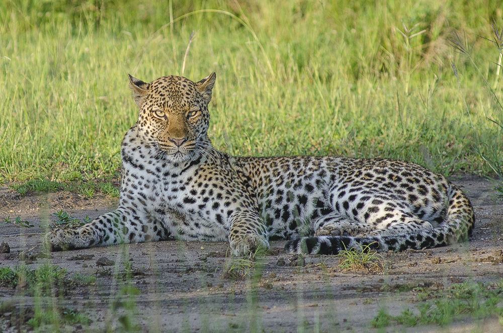 Ishasha Tree-Climbing Lions: Where to See Uganda's Famous Lions 5 Leopard in Queen Elizabeth National Park