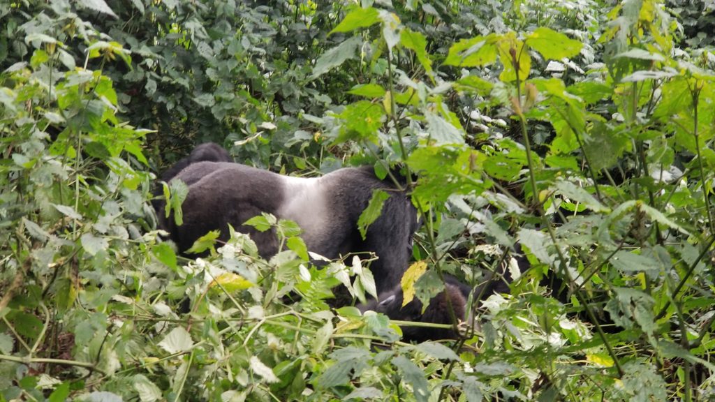 Uganda Safari for First-Time Visitors: Everything You Need to Know Before You Go 3 Uganda Safari for First-Time Visitors- Gorilla Trekking Experiences