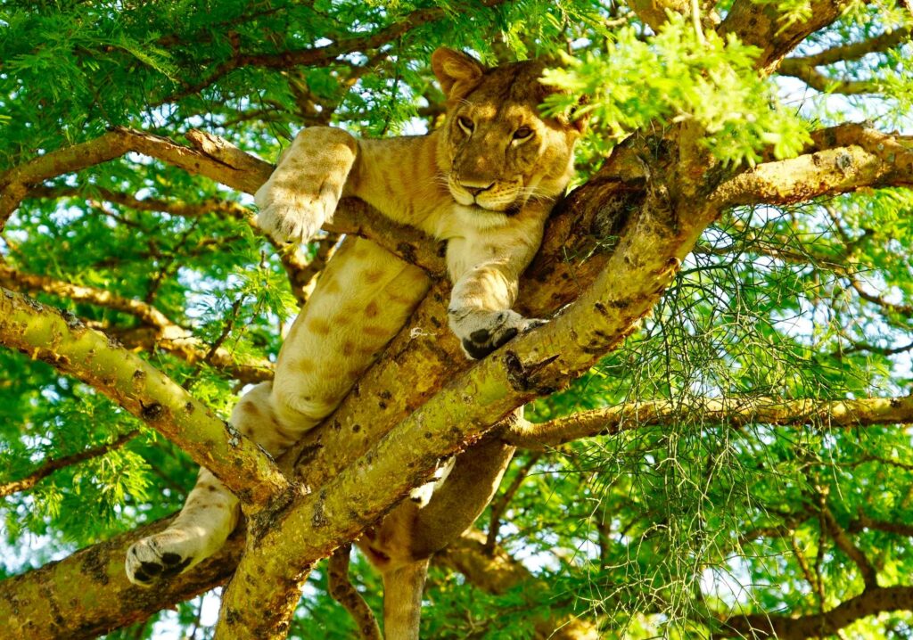 Ishasha Tree-Climbing Lions: Where to See Uganda's Famous Lions 3 Tree Climbing Lion