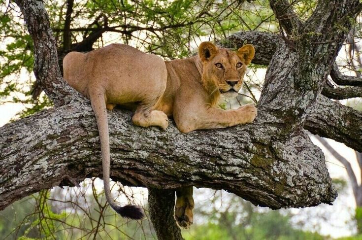 The best place to see Uganda's famous tree-climbing lions is the Ishasha Sector of Queen Elizabeth National Park in southwestern Uganda.