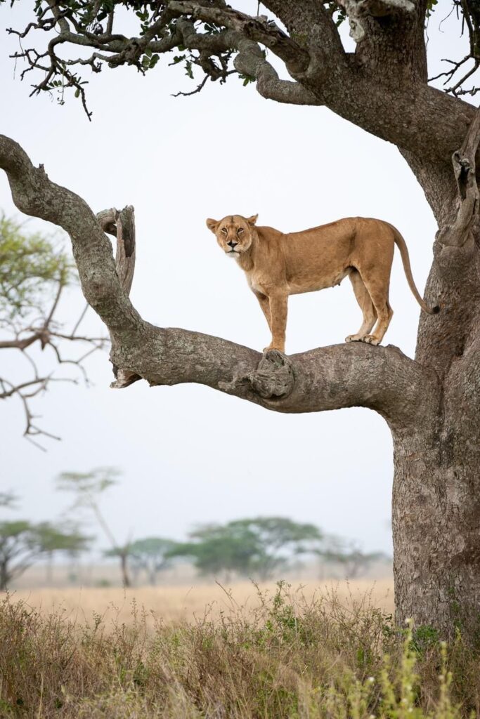 Ishasha Tree-Climbing Lions: Where to See Uganda's Famous Lions 4 Tree Climbing Lion in lake Manyara Tanzania
