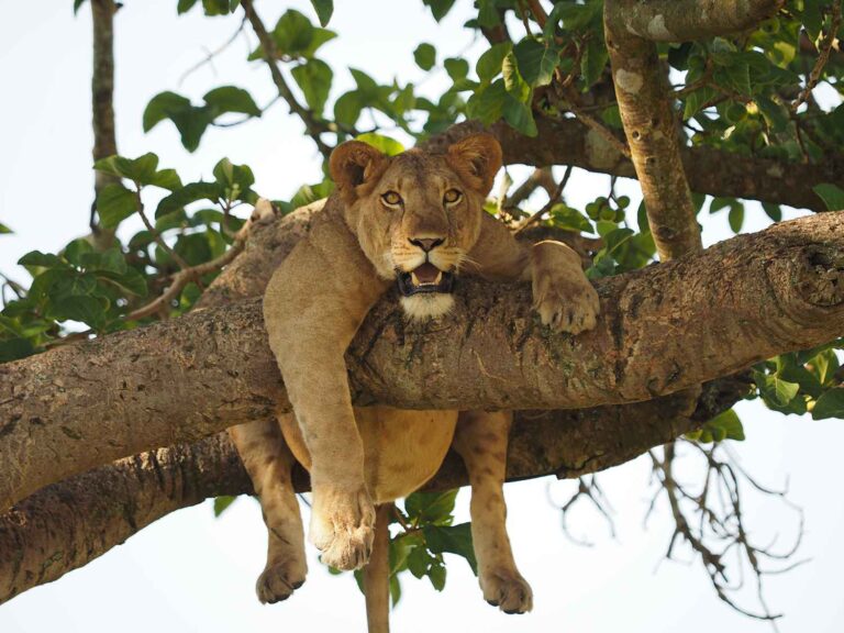 Queen Elizabeth National Park Safari: Wildlife, Kazinga Channel & Tree-Climbing Lions