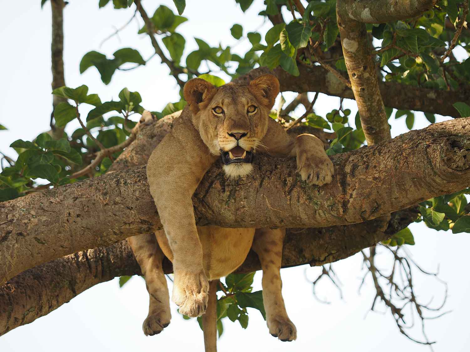 Tree lion 2 11zon