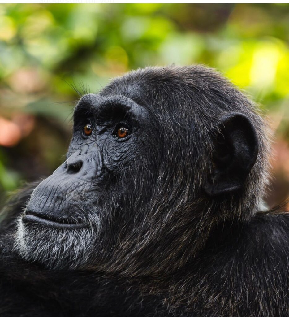 Best Time to Visit Uganda for Safari: Month-by-Month Guide 4 Chimpanzee Trekking