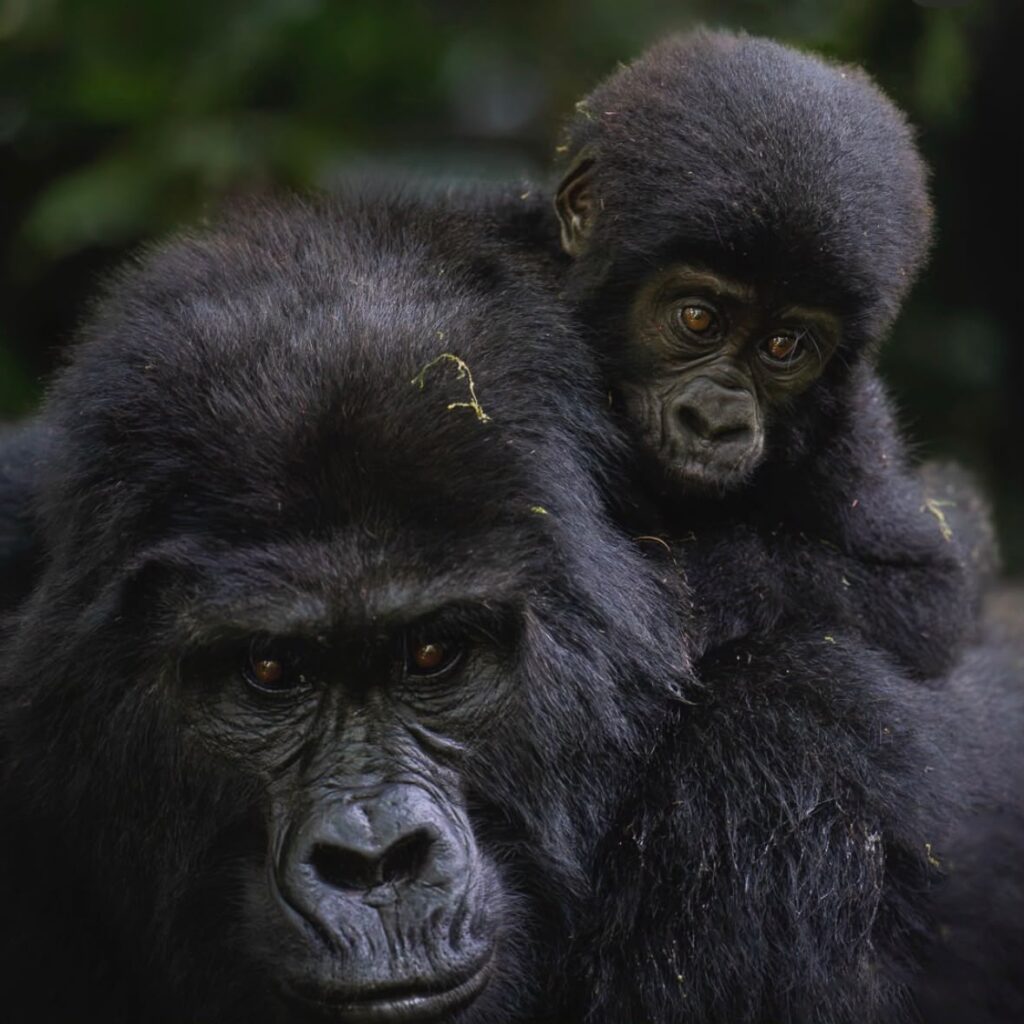 Uganda Safari From Kigali: Best Gorilla, Wildlife & Chimpanzee Routes 2 Gorillas