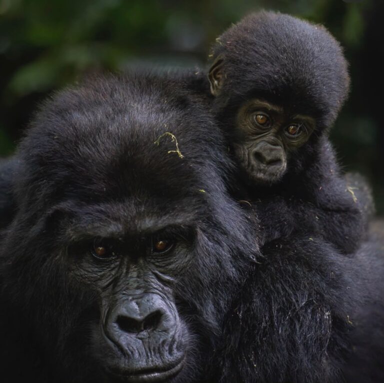 Best Months to Visit Uganda for a Safari- Month by Month Guide