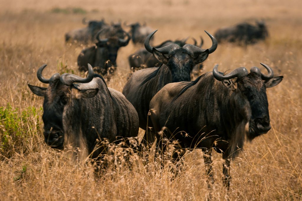 Wildebeest Migration